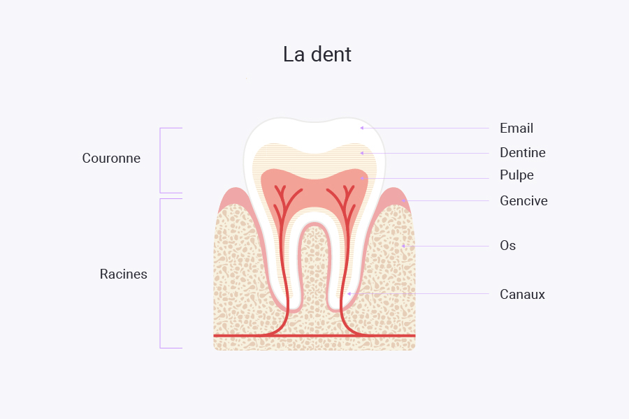 schemas-eve-laurent_1 schéma de dent saine